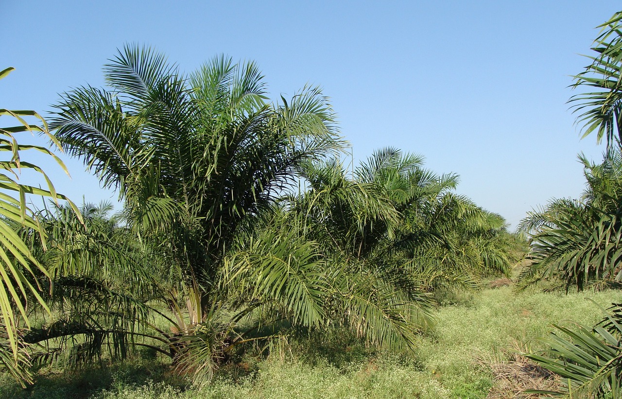 Comment convertir les mètres cubes en litres d'huile de palme